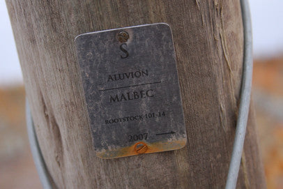 Malbec tag in vineyard